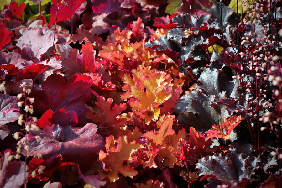 Coral Bells