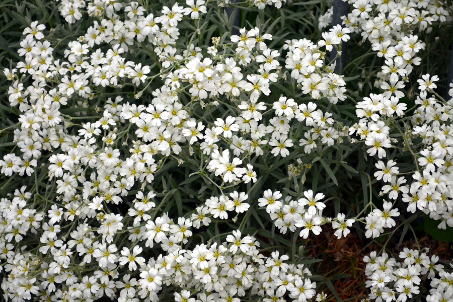 Creeping Baby's Breath