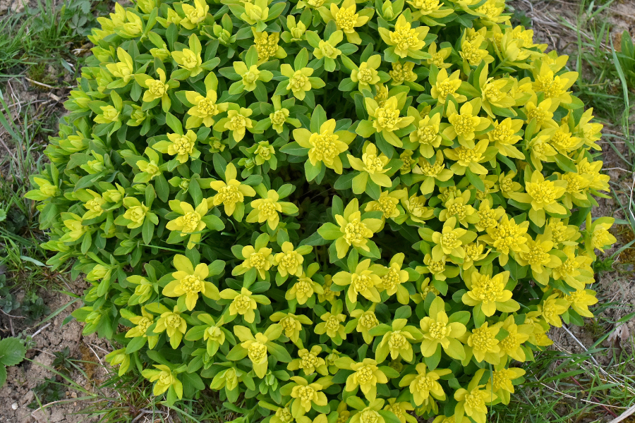 Cushion Spurge