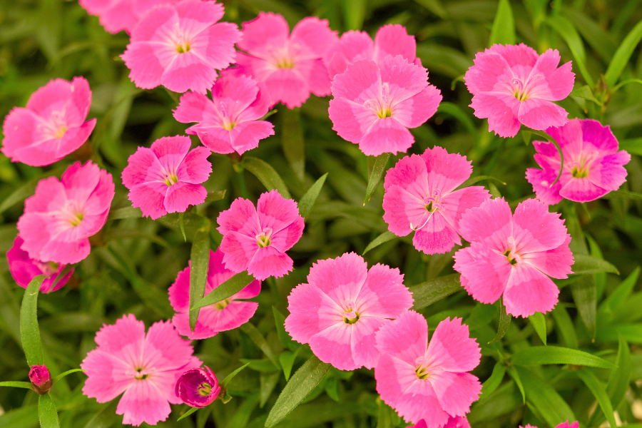 Pink Dianthus