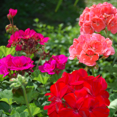 Geraniums, in the landscape, mixed colours