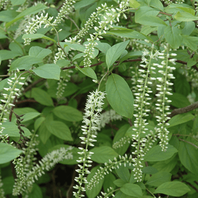 Henry's Garnet Virginia Sweetspire Close Up Bloom