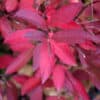 Henry's Garnet Virginia Sweetspire Fall Foilage
