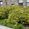 Henry's Garnet Virginia Sweetspire Marure in Landscape