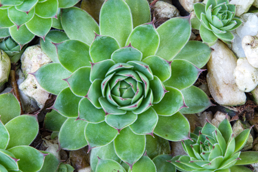 Hens & Chicks Semperviveum