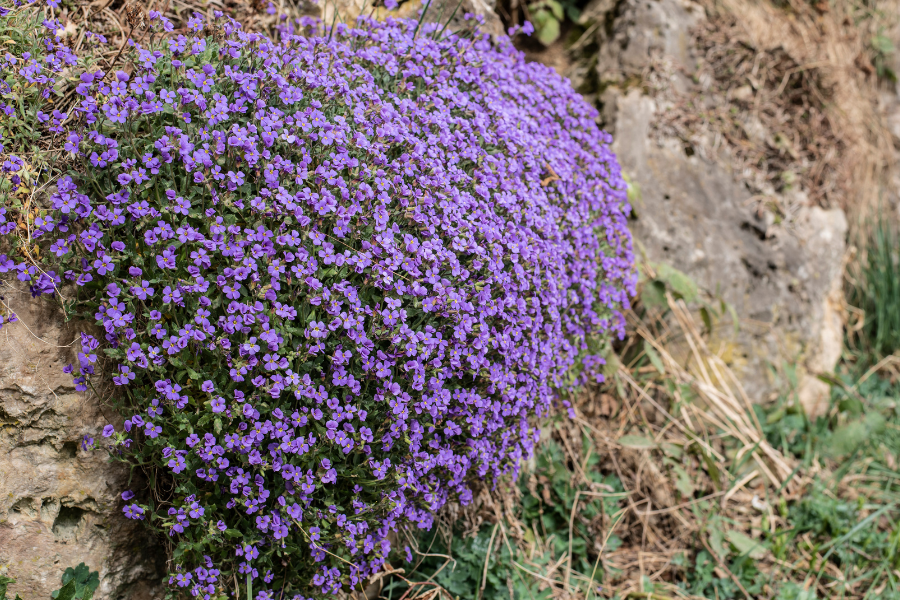 Rock Cress