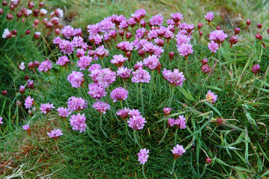 Sea Thrift