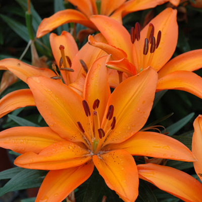 Asiatic Lily Orange Bloom