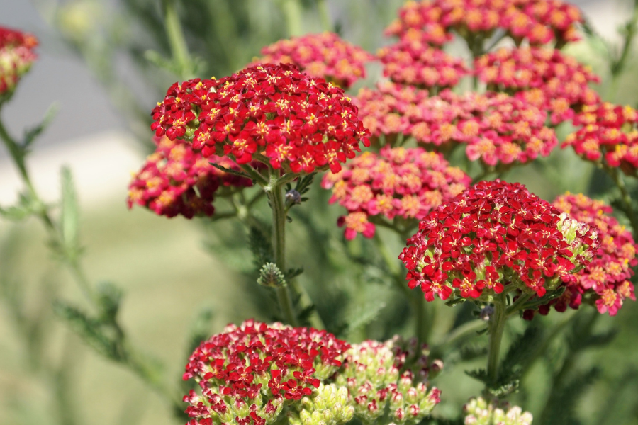 Yarrow