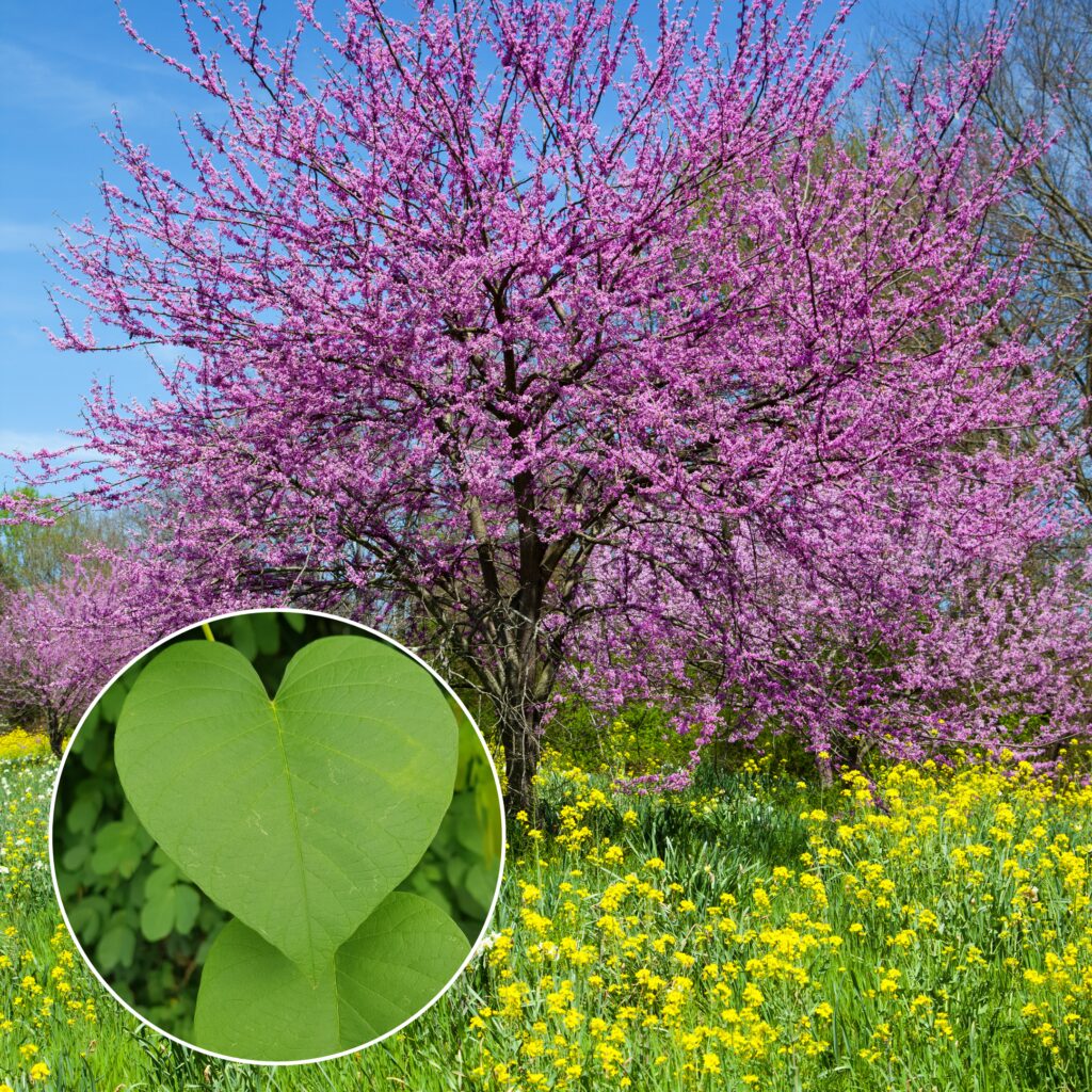 Eastern Redbud (Cercis canadensis)