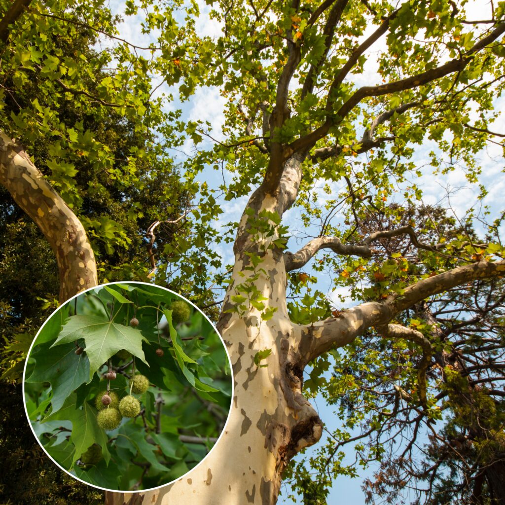 American Sycamore (Platanus occidentalis)