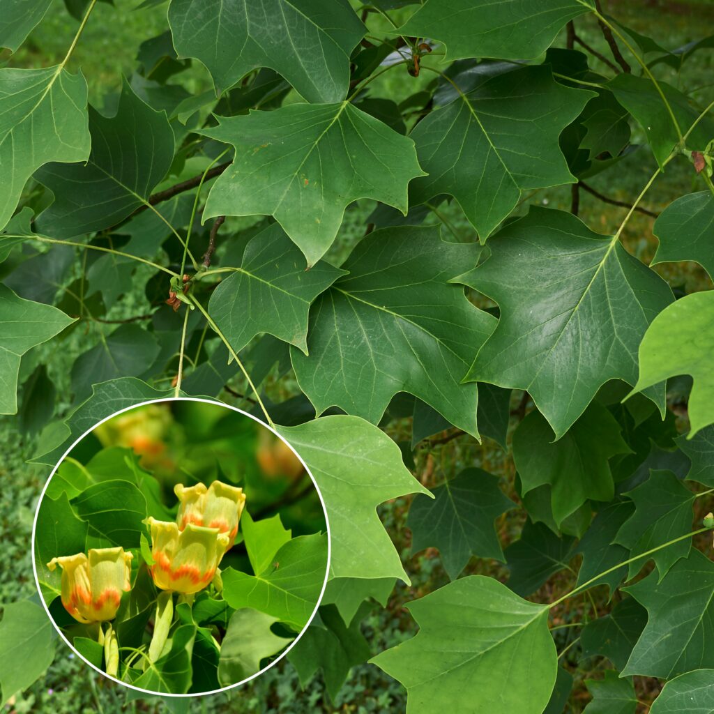 Tulip Tree (Liriodendron tulipifera)