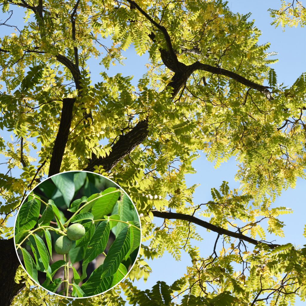 Black Walnut (Juglans nigra)