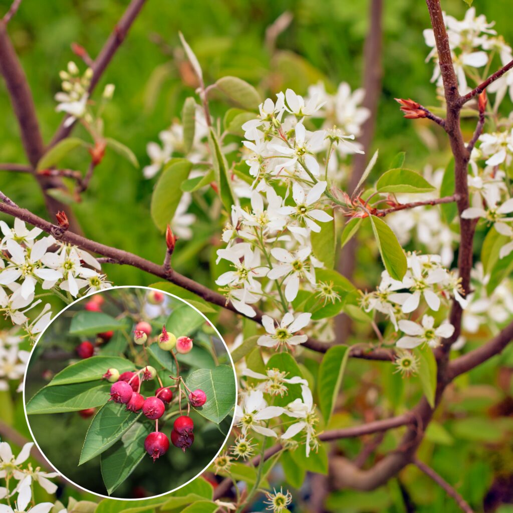 Serviceberry (Amelanchier canadensis)