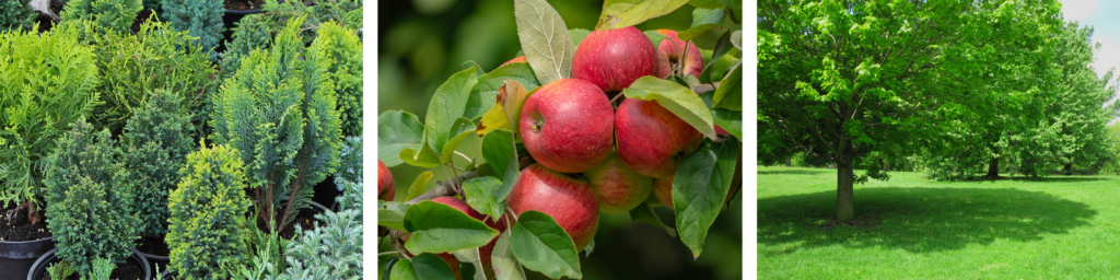 pictures of evergreens, an apple tree and a tree providing shade