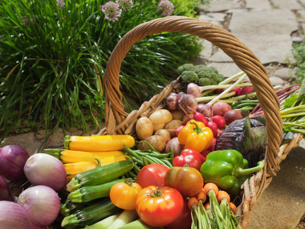 garden harvest, vegetables