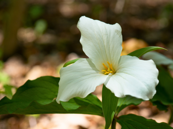 ontario native plants for sale, wontario trillium, white