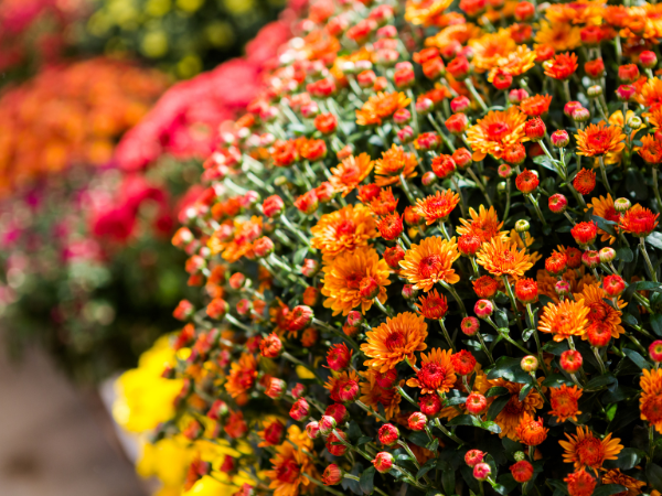 Fall Garden Mum Canadale Nurseries