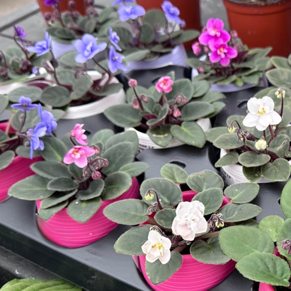 African Violets