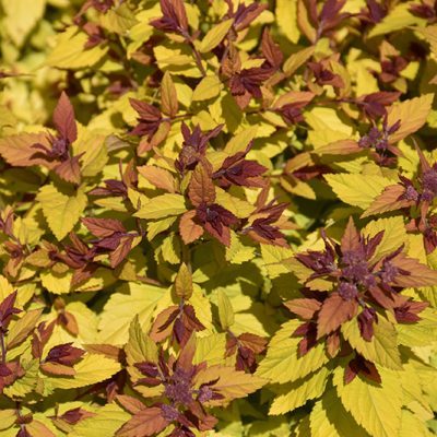Double Play Dolly Spirea