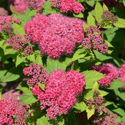 Double Play Red Spirea