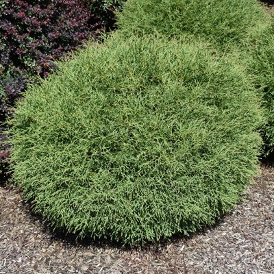 Mr. Bowling Ball Cedar