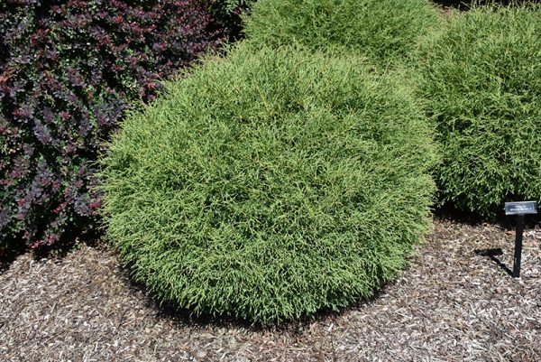 Mr. Bowling Ball Cedar