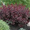 Purpleleaf Sandcherry - Image 2