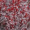 Purpleleaf Sandcherry - Image 3