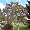 Sensation French Lilac - Image 2