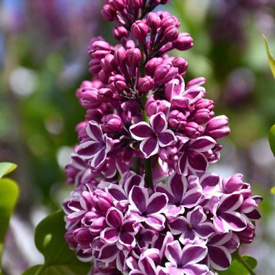 Sensation French Lilac