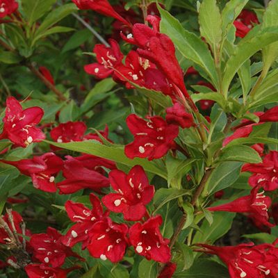 Red Prince Weigela