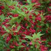 Red Prince Weigela - Image 3
