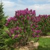 Ludwig Spaeth French Lilac - Image 2