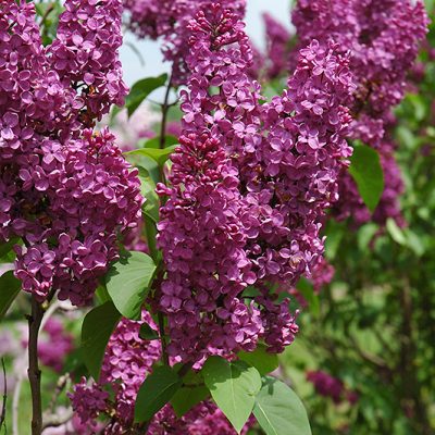 Ludwig Spaeth French Lilac