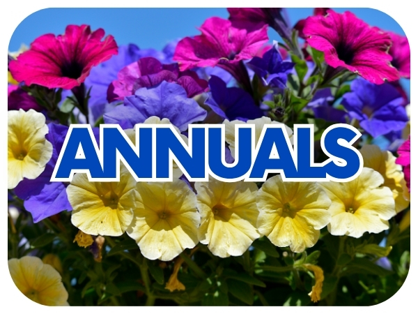 Annuals