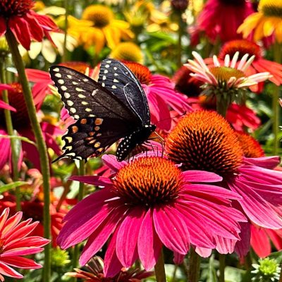 Assorted Coneflowers