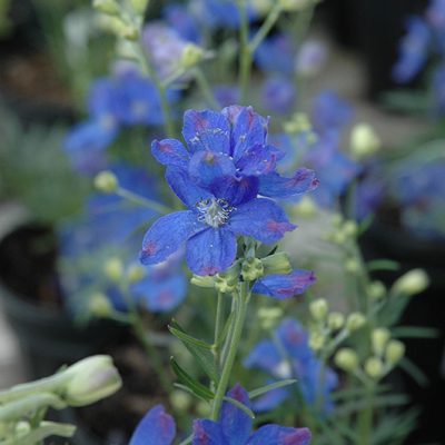 Blue Mirror Delphinium