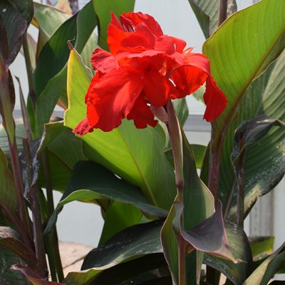 Canna Lilies