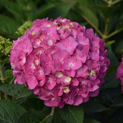 Let's Dance Arriba! Hydrangea
