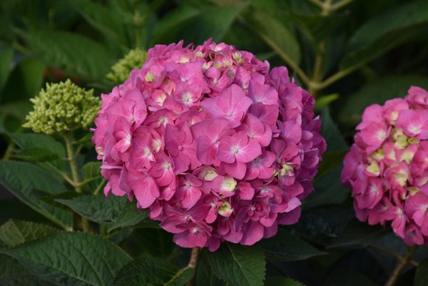 Let's Dance Arriba! Hydrangea