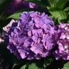 Let's Dance Arriba! Hydrangea - Image 3