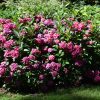 Let's Dance Arriba! Hydrangea - Image 2