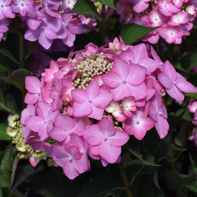 Let's Dance Can Do! Hydrangea