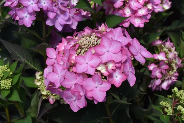 Let's Dance Can Do! Hydrangea