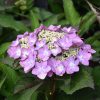 Let's Dance Can Do! Hydrangea - Image 2