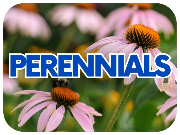 Perennials