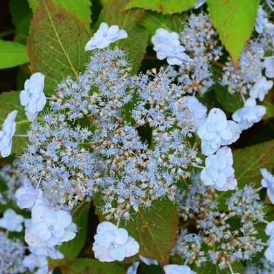 Tiny Tuff Stuff Hydrangea