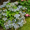 Tiny Tuff Stuff Hydrangea - Image 2