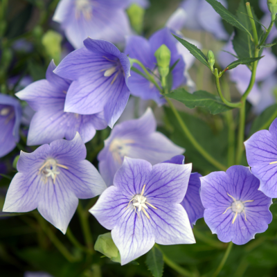 Assorted Dwarf Balloon Flower